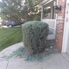 Bush Trimming by TNL LANDSCAPING reviewed on August 19, 2025