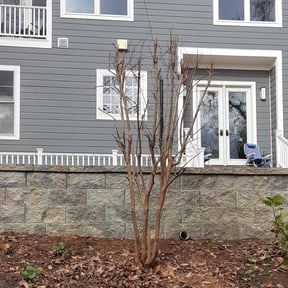 Bush Trimming by M&g lawncare reviewed on August 20, 2025