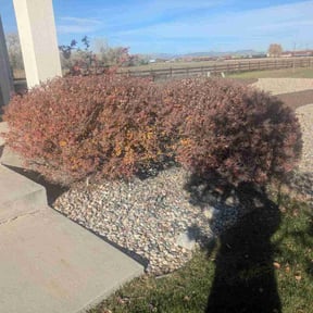 Bush Trimming by Motown yard care reviewed on November 20, 2025