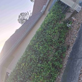 Bush Trimming by Micha's Mowing Services, LLC reviewed on August 21, 2025