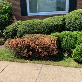 Bush Trimming by English and sons landscaping reviewed on August 19, 2025