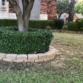 Bush Trimming by Big Horn Landscaping reviewed on August 15, 2025