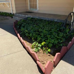 Bush Trimming by Backyard Ponds Patios LLC reviewed on August 19, 2025