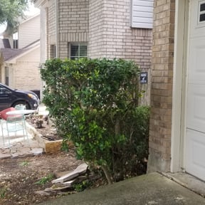 Bush Trimming by D&D Landscaping reviewed on August 18, 2025