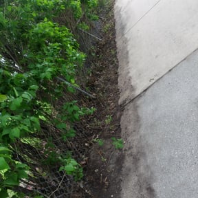 Bush Trimming by Dee's lawn service reviewed on August 16, 2025
