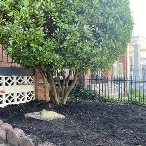 Bush Trimming by A&j lawn care service reviewed on August 20, 2025