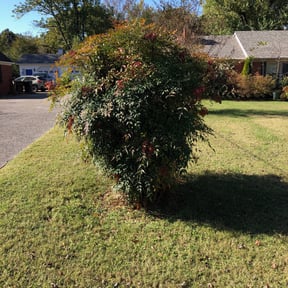 Bush Trimming by Spa gardens landscape reviewed on May 15, 2025