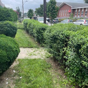 Bush Trimming by Keep it green lawncare reviewed on August 21, 2025