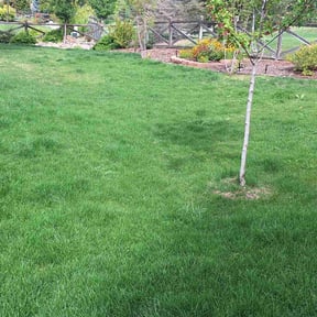 yard maintenance by Mower man reviewed on August 16, 2025