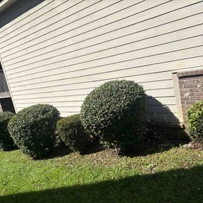 Bush Trimming by Asheville Landscape Management reviewed on August 14, 2026