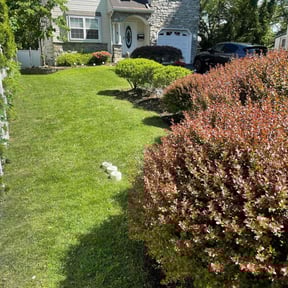 landscape maintenance by Ryan Lawn Co. reviewed on August 15, 2025