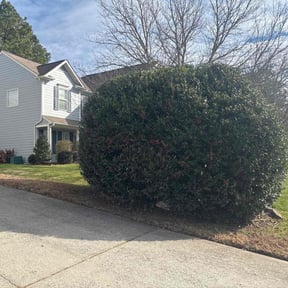 Bush Trimming by C&amp;D Lawn service reviewed on December 18, 2025