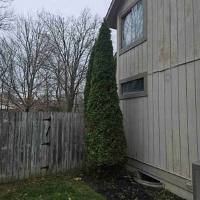 Bush Trimming by Brooks Building Services LLC reviewed on August 16, 2025