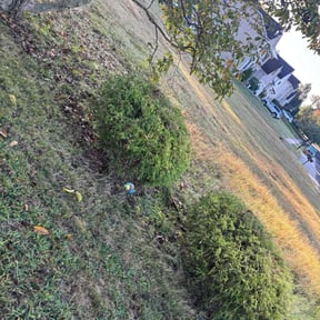 Bush Trimming by Wright Now Landscaping L.L.C reviewed on April 17, 2024