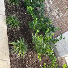 Flower Bed Weeding by Alex &amp; Olga Lawn Services reviewed on January 19, 2026