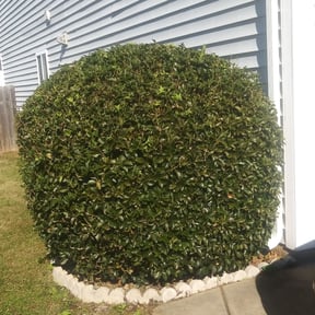 Bush Trimming by Wagner’s Lawn Service reviewed on August 15, 2025