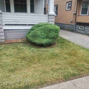Bush Trimming by Cams Cuts reviewed on August 19, 2025