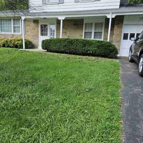 Bush Trimming by Curb Appeal reviewed on August 19, 2025