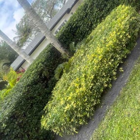 Bush Trimming by Blessed Family LLC reviewed on April 13, 2026