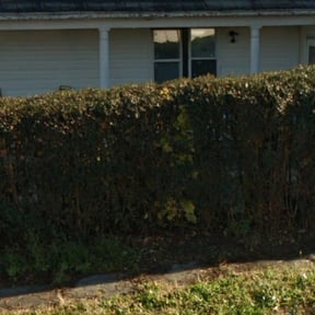 Bush Trimming by Green Juniper reviewed on August 17, 2025