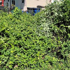 Bush Trimming by Efficient Trimming reviewed on August 19, 2025