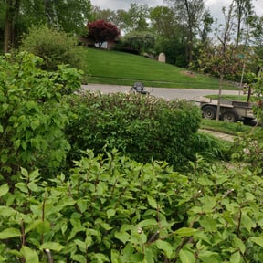 Bush Trimming by CDLandscapingFL reviewed on August 20, 2025
