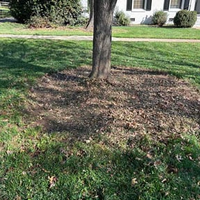 Leaf Removal by Premium Lawn Care &amp; Snow reviewed on May 26, 2026