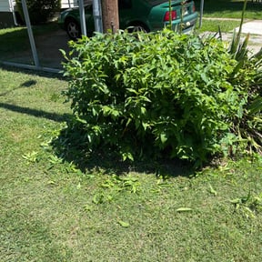 Bush Trimming by JG Lawn Care reviewed on August 18, 2025