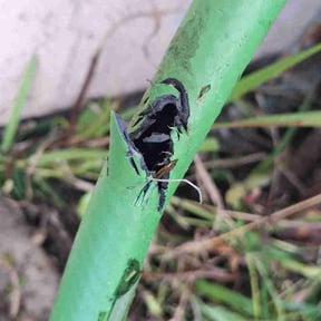 Bush Trimming by Rock Star Masonry and Property Services reviewed on April 16, 2026