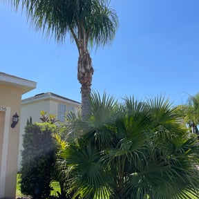 Bush Trimming by Thatsmydadlawncarellc reviewed on August 21, 2025