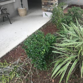 Bush Trimming by Wgm landscaping reviewed on August 20, 2025