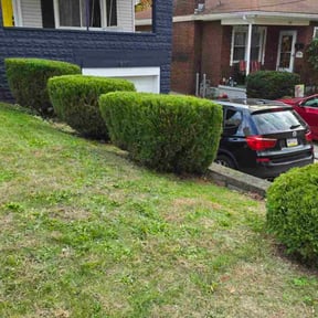 Bush Trimming by Landscaping reviewed on October 20, 2025