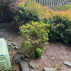 Leaf Removal by Landscape &amp; Mowing reviewed on September 18, 2025