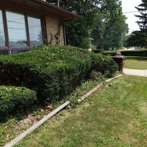 Bush Trimming by New Beginning Landscaping reviewed on August 19, 2025