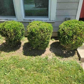 Bush Trimming by Ines lawnscaping reviewed on August 17, 2025