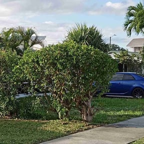 Bush Trimming by SON SHINE LAWNS LLC reviewed on August 21, 2025