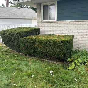Bush Trimming by All season landscaping reviewed on August 16, 2025