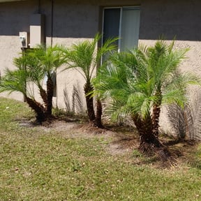 Bush Trimming by Luke's landscaping and hardscaping LLC reviewed on August 15, 2025