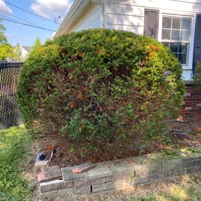 Bush Trimming by Clean Kut Care reviewed on August 18, 2025