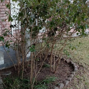 Flower Bed Weeding by Demetrieus Bennett reviewed on August 21, 2025