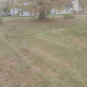 Leaf Removal by Tsafaridis Landscaping Construction reviewed on November 23, 2025