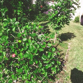Bush Trimming by Rodriguez Gardening reviewed on August 21, 2025