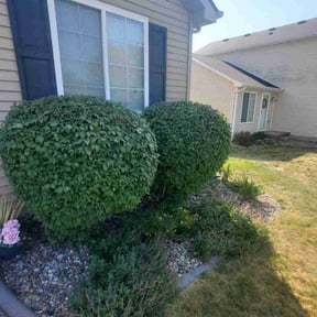 Bush Trimming by LIGHTNING LANDSCAPING & LAND MANAGEMENT reviewed on August 14, 2025
