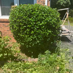 Bush Trimming by Lawn Hub reviewed on August 18, 2025