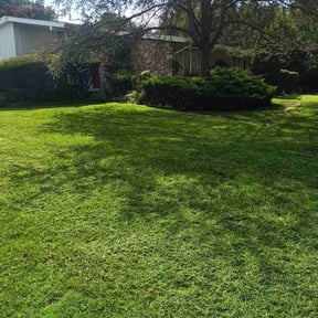 turf maintenance by Bearded landscaping reviewed on June 1, 2025