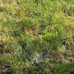 Sprinkler Repair by  reviewed on May 28, 2025