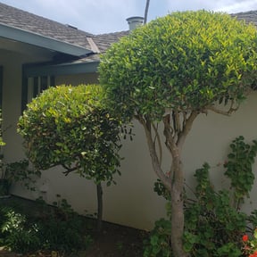 Bush Trimming by Kowtown Services reviewed on August 21, 2025