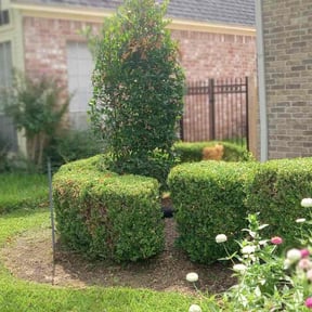 Bush Trimming by KC Lawns Unlimited LLC reviewed on August 18, 2025