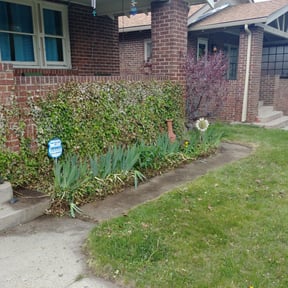 Bush Trimming by Miltee mowing reviewed on August 17, 2025