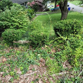 Bush Trimming by Verde lawn care reviewed on August 16, 2025
